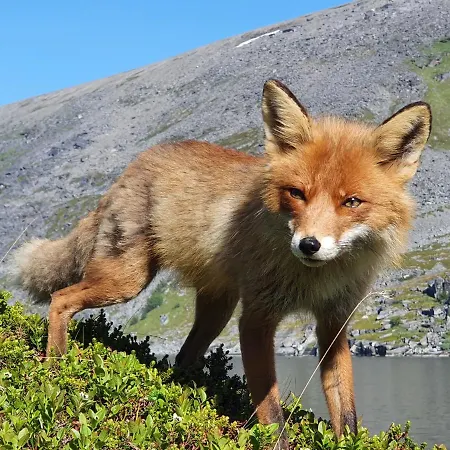 호텔 Gul Hus , Havøysund